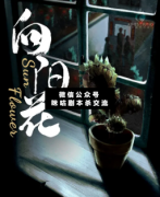 <b>《向阳花》</b>